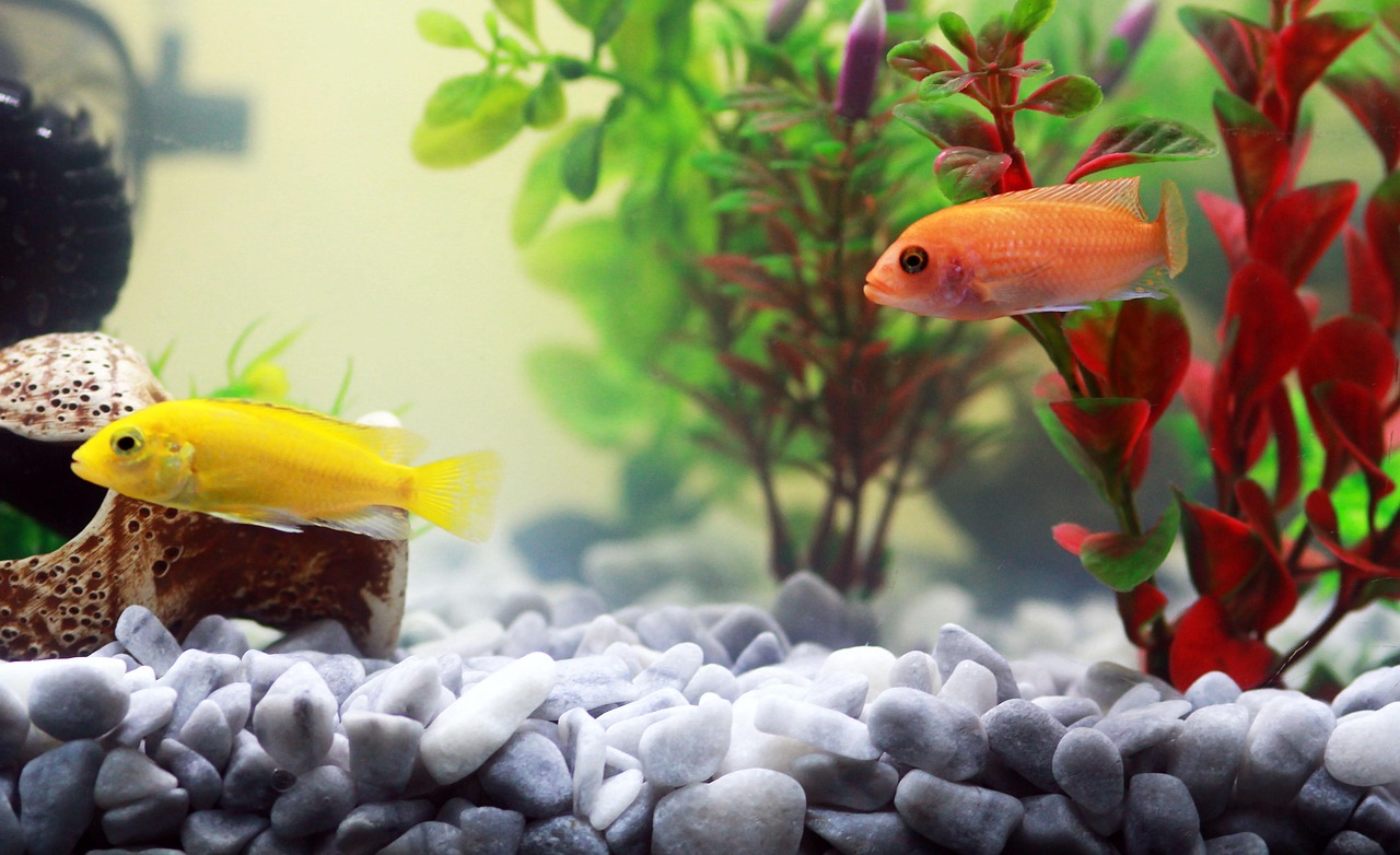 fish, aquarium, yellow fish, water, orange, zoo, aquatic plants, nature, aquarium fish