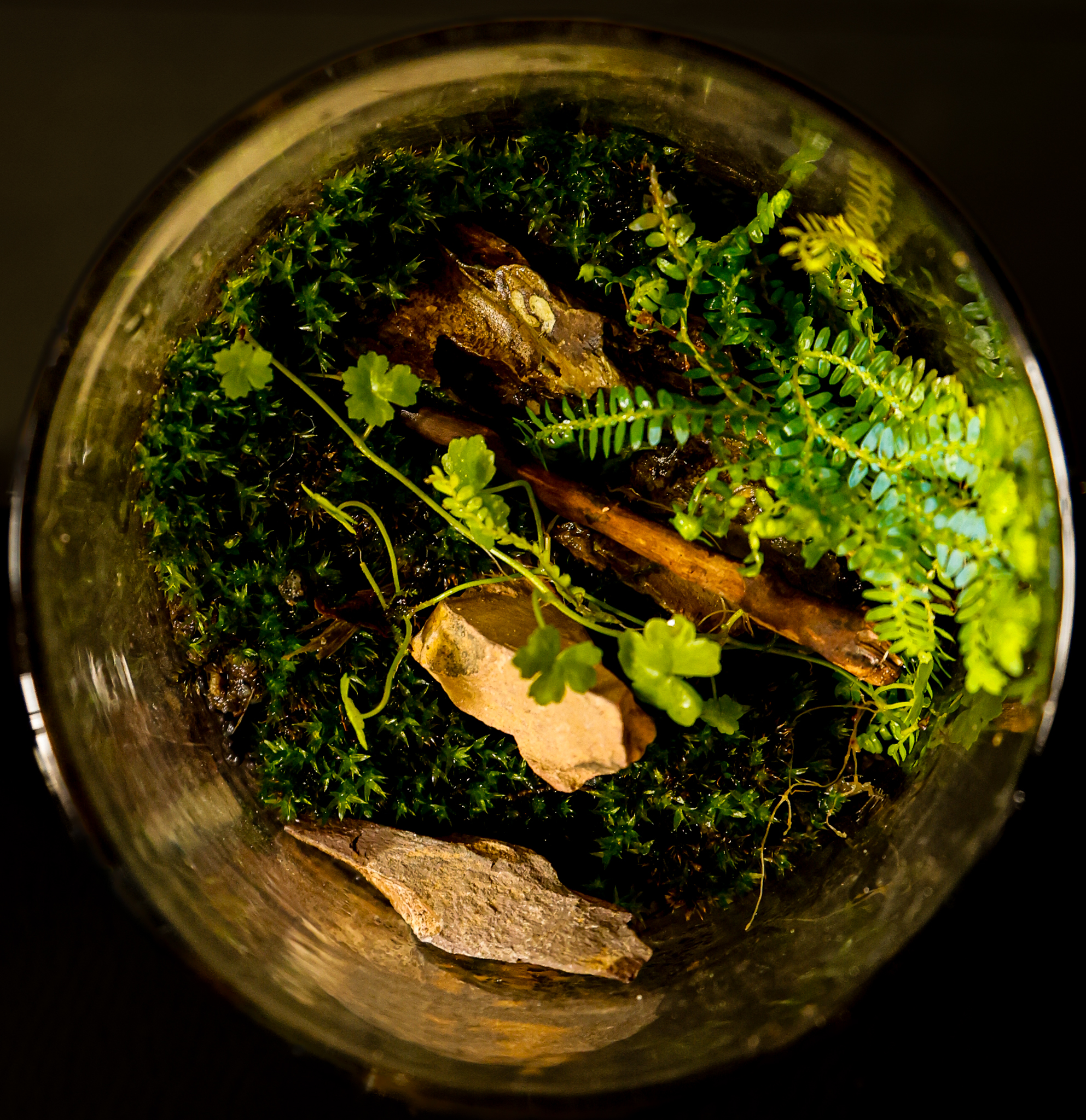 Bowl