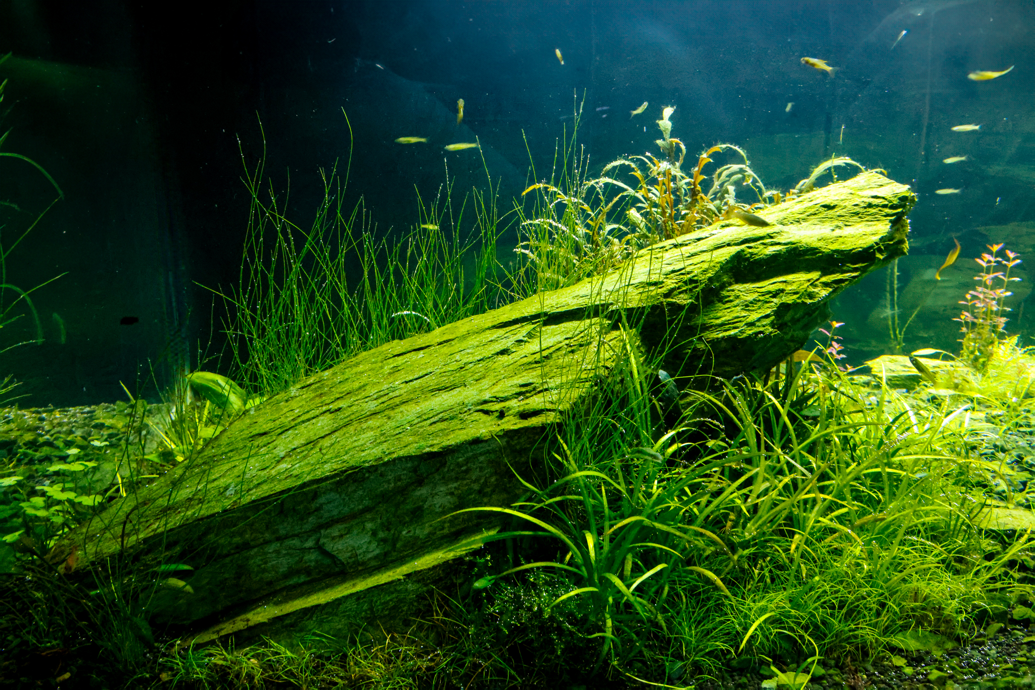 Greens